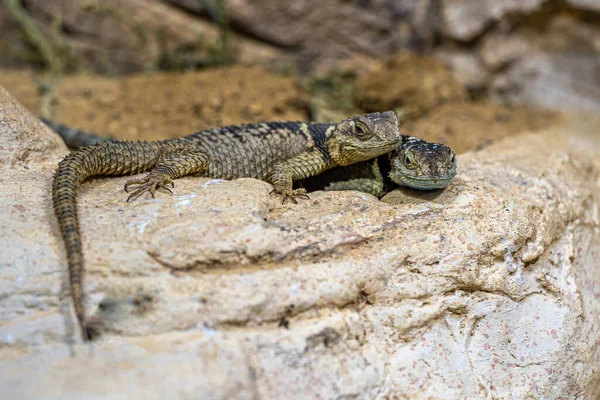 青いとげのあるトカゲ 国定公園 Serrifer Cyanogenys — ストック写真