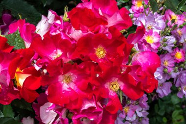 Flowers of Be-Bop Floribunda Rose 