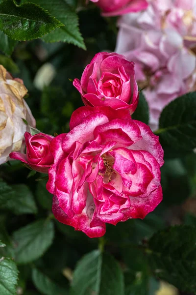 Flowers Buttons Bows Miniature Rose — Foto de Stock