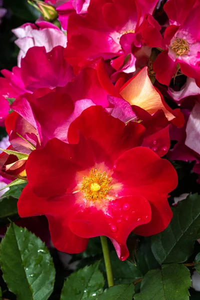 Flowers Bop Floribunda Rose — Stock fotografie