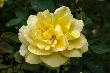 Flowers of Ch-Ching! Grandiflora Rose 