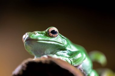 Chinese Flying or Gliding Frog (Zhangixalus dennysi) 
