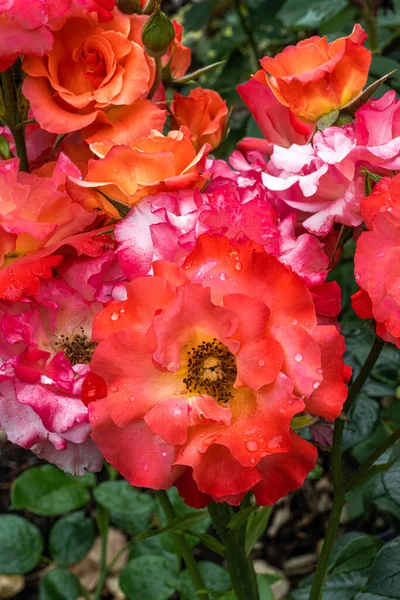 Красные Цветы Собора Розы — стоковое фото