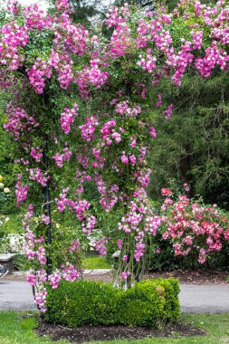 Flowers of Dorothy Perkins Climber Rose 