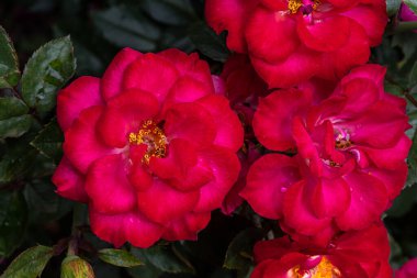 Flowers of Cherry Sunblaze Miniature Rose 