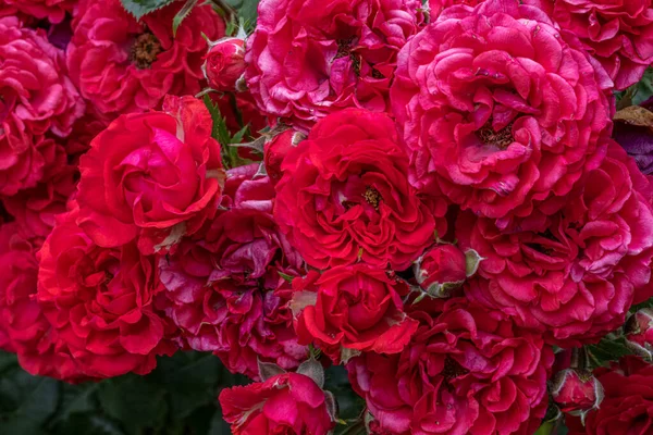 Flowers of Chipotle Shrub Rose