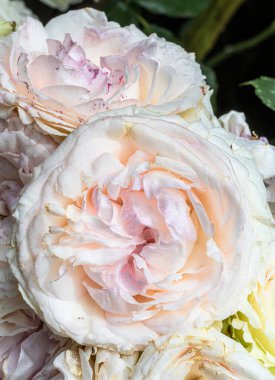 Flowers of Eden Climber Rose 