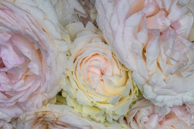 Flowers of Eden Climber Rose 