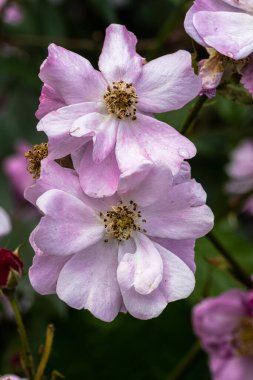 Flowers of Lavender Dream Shrub Rose 