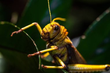 Close-up of a Giant Grasshopper (Tropidacris collaris) 
