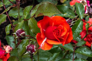 Flowers of Red Matador Rose 