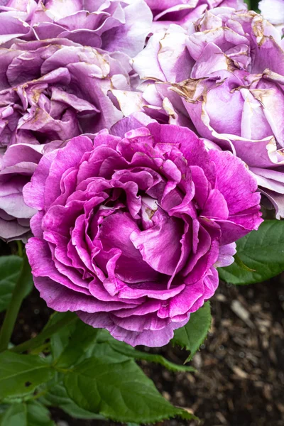 Flowers of Perfume Factory Hybrid Tea Rose