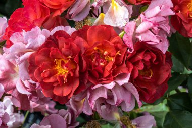 Flowers of Portland's Best' Rose 