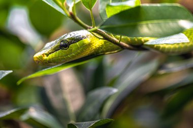 Yeşil Ratsnake (gonyosoma oxycephala kırmızı kuyruklu) 