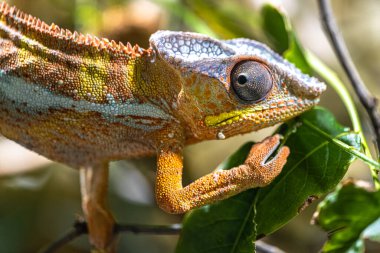 Panther Chameleon (Furcifer pardalis) in Search for Food 