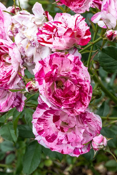 Flowers of Rockin Robin Shrub Rose