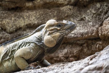 Portrait of a Rhinoceros Iguana (Cyclura cornuta) 