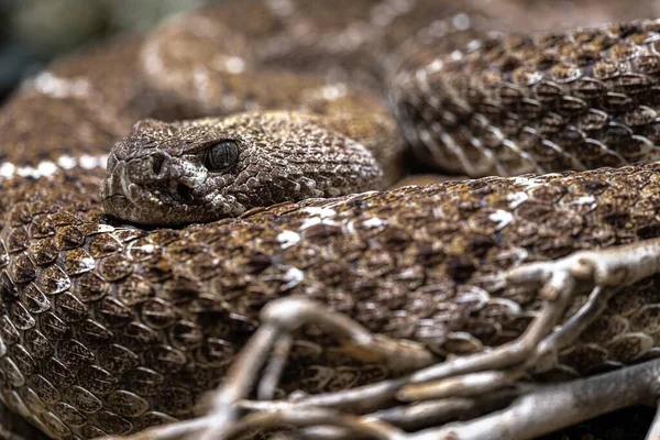 Western Diamondback Rattlesnake Crotalus Atrox — Stock Photo, Image