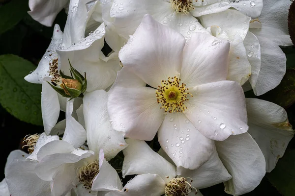 Flowers Sheer Elegance Rose — Stock fotografie