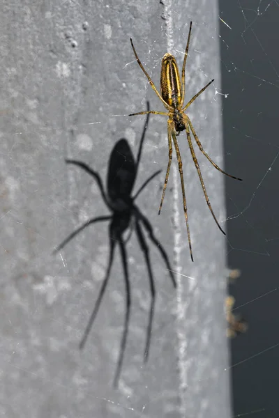 Long Jawed Orb Weaver Spider Tetragnatha Versicolor — стоковое фото