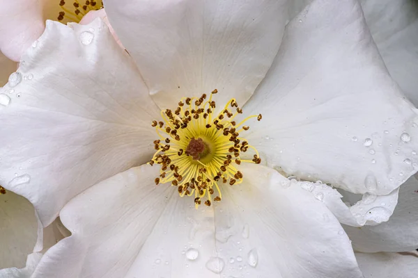 Flowers Sheer Elegance Rose — Stock fotografie