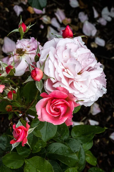 Flowers Sexy Rexy Rose — Foto de Stock