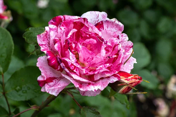 Flowers Scentimental Floribunda Rose — Foto de Stock