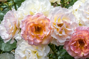 Flowers of Sunny Days Floribunda Rose 