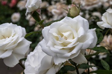 Flowers of Sugar Moon Hybrid Tea Rose 
