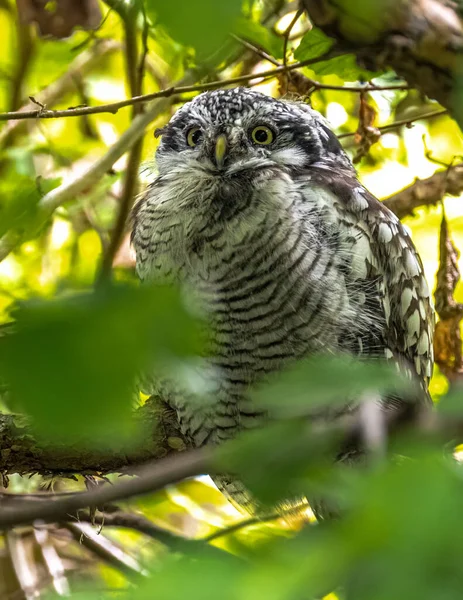 Perching Northern Hawk Owl Surnia Ulula — Stok Foto