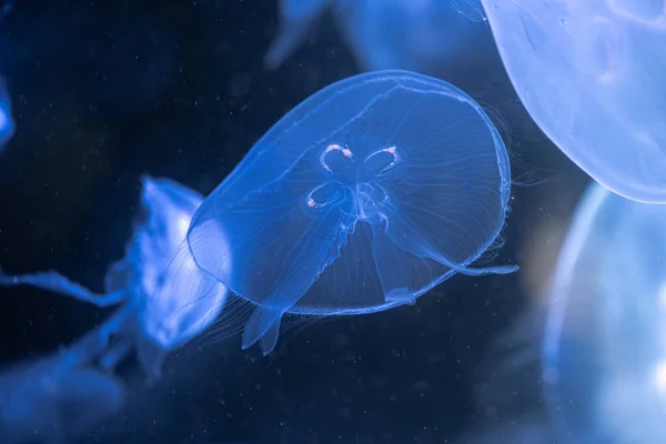 Floating Moon Jellyfish Aurelia Labiata — Foto de Stock