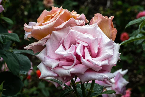 Flowers Sunset Celebration Rose — Stok Foto