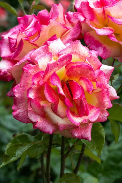 Flowers Sheilas Perfume Floribunda Rose — Zdjęcie stockowe