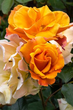 Tekila Çiçekleri Çalı Gülü 