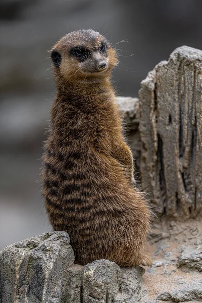 Meerkat Queue Mince Suricate Suricata Suricatta — Photo