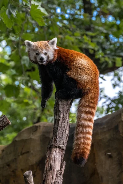 Escalada Del Panda Rojo Ailurus Fulgens —  Fotos de Stock