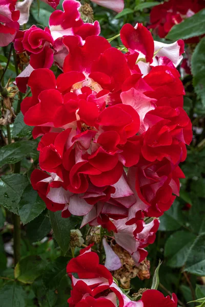 托普西姜黄玫瑰花 — 图库照片