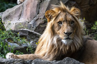 Erkek aslan (Panthera leo) dinleniyor