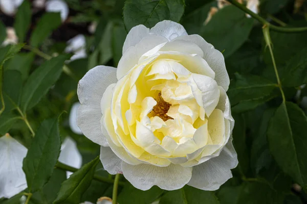 Vanessa Bell Çiçekleri İngiliz Gülü 