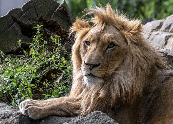 Löwenmännchen Panthera Leo Beim Ausruhen — Stockfoto