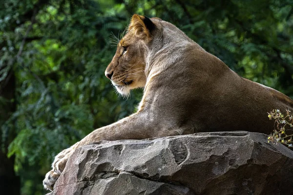 Weiblicher Löwe Panthera Leo Ruht — Stockfoto