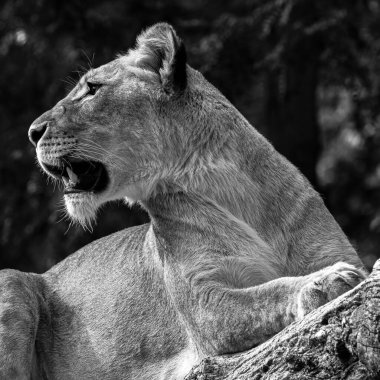 Dişi Aslan (Panthera leo) Dinleniyor