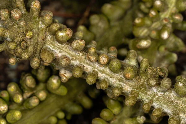 クライミングシュラブの茎 アデニアロバタ — ストック写真