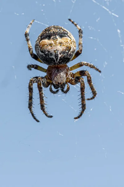 Павук Котячому Обличчі Araneus Gemmoides Чекає Своєму Інтернеті Ліцензійні Стокові Фото