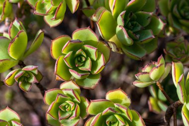 Haworth 'un Aeonium veya Fırıldak (Aeonium haworthii)