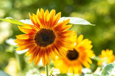 Tarladaki Ayçiçeğinin Çiçeği