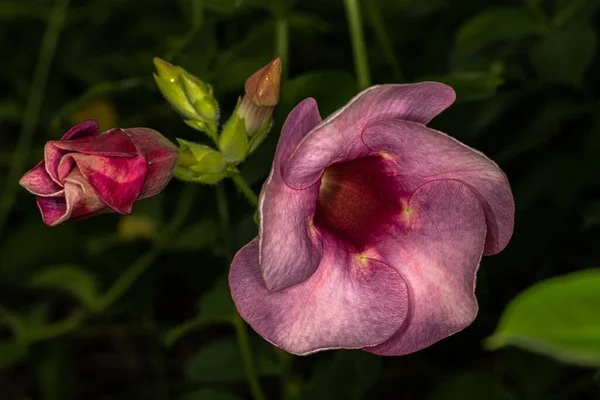 Kwiaty Roślin Allamanda Blanchetii — Zdjęcie stockowe