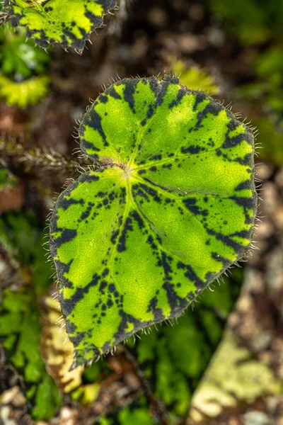 Leaf Eyelash Begonia Begonia Bowerae — Stock Photo, Image