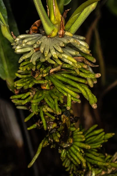 アンスリウム共重合体植物の茎とプロップ根 — ストック写真