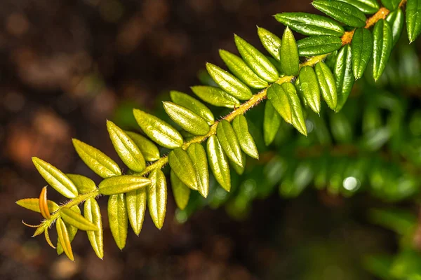 Hojas Arbusto Semi Trepador Agapetes Serpens —  Fotos de Stock